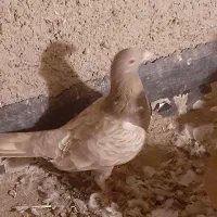 کبوتر ماده|پرنده|قزوین, |دیوار