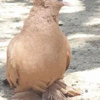 کبوتر نر زرد راعبی( رواعب )