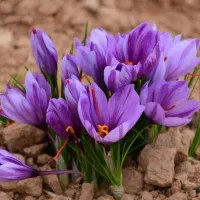 زعفران با گل