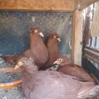 کبوتر|پرنده|جهرم, |دیوار