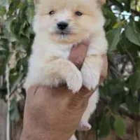 سگ آپارتمانی|سگ|بهبهان, |دیوار