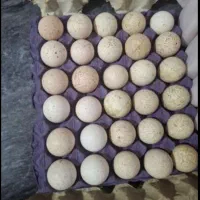 تخم بوقلمون نطفه دار|حیوانات مزرعه|آشخانه, |دیوار