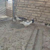 طوقی.نقش.کبوتر.کفتر|پرنده|دهاقان, |دیوار