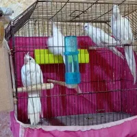 جفت عروس البینو با تخم و جوجه فوق مولد