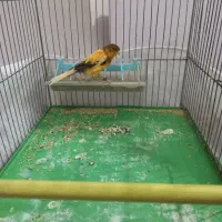 قناری نر ابلغ