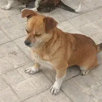 یک جفت سگ پاکوتاه|سگ|شیروان (خراسان), |دیوار