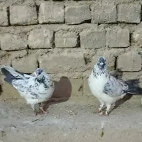 کفتر نر ماده بور بوری تیر ماهی