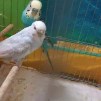 جفت مرغ عشق به همراه دو عدد جوجه