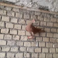 کبوتر زردگردنی