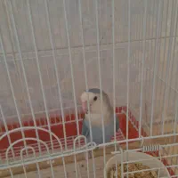 کوتوله برزیلی|پرنده|شیراز, شهرک گلدشت حافظ‎|دیوار