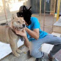 سگهای باهوش معاوضه هم میکنم|سگ|کرمان, |دیوار