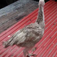 بوقلمون محلی صومعه سرااصیل نیمچه نرماده ضیابر جوجه|حیوانات مزرعه|رشت, سعدی (تختی)|دیوار