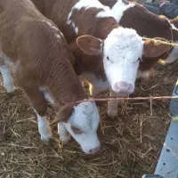 فروش گوساله نر سیمینتال اصل روسیه
