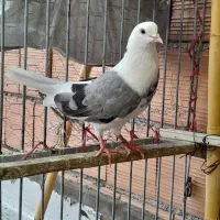کبوتر پرشی اس