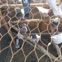 کفتر کبوتر تهرانی|پرنده|خاوران, |دیوار