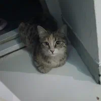 واگذاری گربه