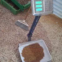 خدمات باغی و درختکاری