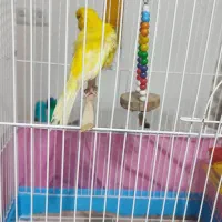 قناری نر|پرنده|صومعه‌سرا, |دیوار