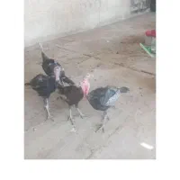 بوقلمون برنز محلی اصل،سالم و کاملا بهداشتی