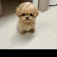 واگذاری سگ منیاتوری جیبی|سگ|نجف‌آباد, یزدانشهر|دیوار