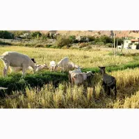بز سانن فروشی|حیوانات مزرعه|مشهد, استاد یوسفی (شهرک غرب)|دیوار