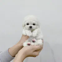 واگزاری توله سگ های مینیاتوری