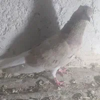 پنج تا کفتر فروش یکجا
