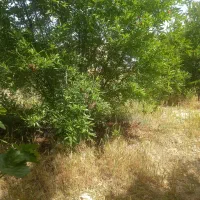 زمین-مسکونی-به-متراژ-850متر