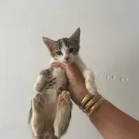 پنج تا بچه گربه برای واگذاری