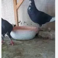 ۴تا کفتر گم شدن امروز