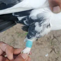 دم سیاه|پرنده|نرماشیر, |دیوار