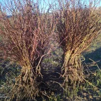 نهال گل محمدی