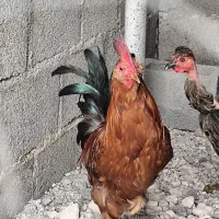 خروس جوان،ریشی،پاپر