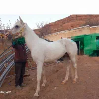 فروش اسب نر|اسب و تجهیزات اسبسواری|تبریز, |دیوار