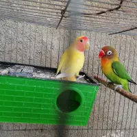 کوتوله زیبا|پرنده|شیروان (خراسان), |دیوار