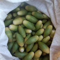 خرید،فروش بلوط ،کلک،جفت