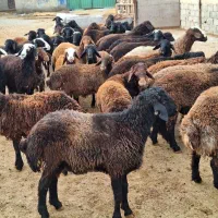 چه خرید چه فروش با ترازو دیجیتال .