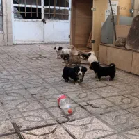 توله سگ|سگ|مشهد, نظام دوست|دیوار
