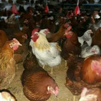 مرغ محلی تخم گذار