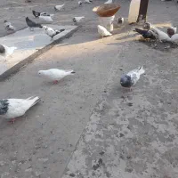 کبوتر