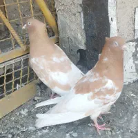 جفت کله ای|حیوانات|اهواز, کوی بشارت|دیوار