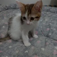 واگذاری سه عدد بچه گربه بازیگوش