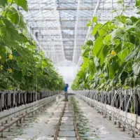 فروش زمین ۳۷هکتاری ویژه گلخانه بامجوزوباچاه آب|فروش زمین و ملک کلنگی|خرمدره, |دیوار