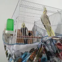 نروماده عروس هلندی به ضمانت همراه باجوجه