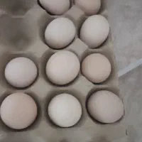 تخم مرغ نطفه دار برهما لایت و پاتریچ