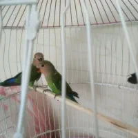 طوطی کوتوله دونه 600
