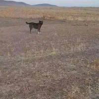 ماده گله ای نگهبان|سگ|فرمهین, |دیوار