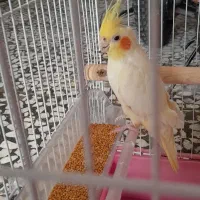 عروس هلندی ماده