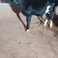 گاو وگوساله|حیوانات مزرعه|بهبهان, |دیوار