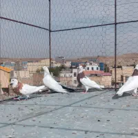 طوقی و دمسیاه ماده